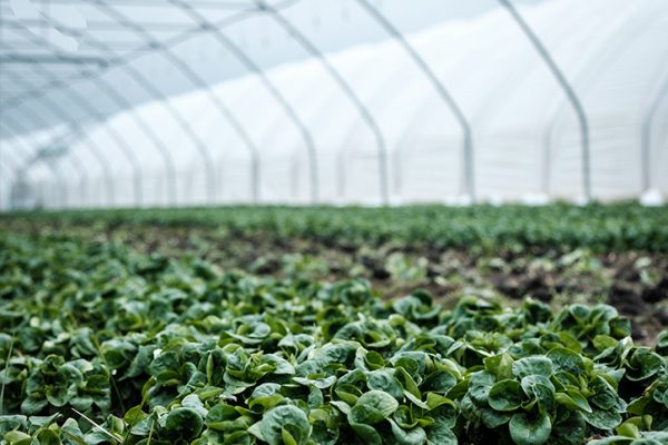 food farm